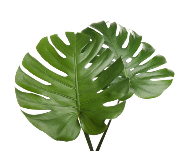 istock Fresh green tropical leaves on white background 1337275722