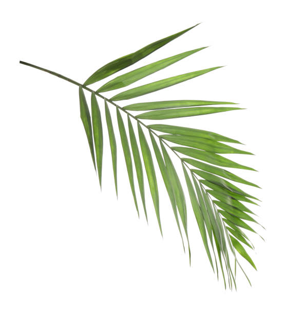 istock Fresh green tropical leaf isolated on white 1337275759
