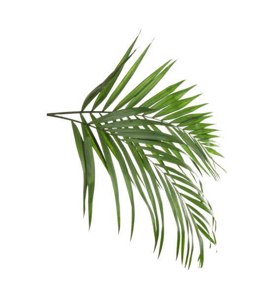 istock Fresh green tropical leaves on white background 1337275822