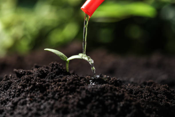 istock Watering young seedling in fertile soil, closeup 1337275871