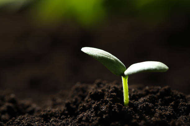 istock Young seedling growing in soil outdoors, closeup. Space for text 1337275876