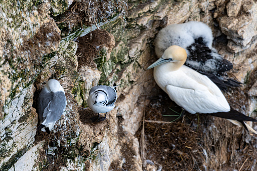 Gannets, morus bassanus, and Kittiwakes, rissa tridactyla, perched on cliff nests