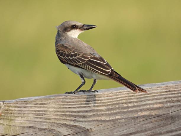 istock Loggerhead Shrike (Lanius ludovicianus) perched on a wood fence 1337277427