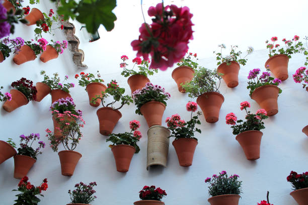 courtyard decorated with flower pots and flowers