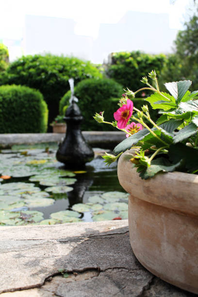 istock pond with leaves and flowers 1337277878