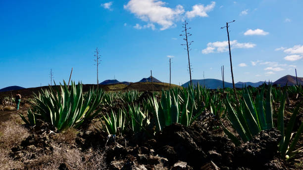 istock Agave, landscape, Aloe 1337277958