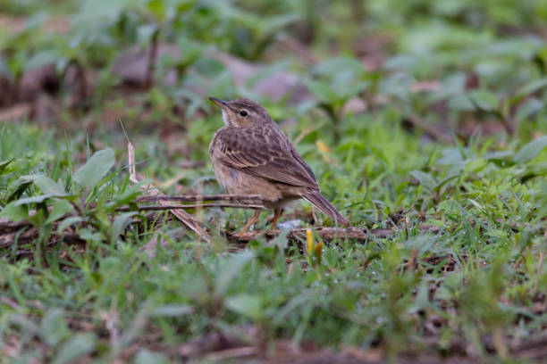 istock Long-billed Pipit (Middle Eastern) walking on grassland searching on food . (Anthus similis) 1337278281