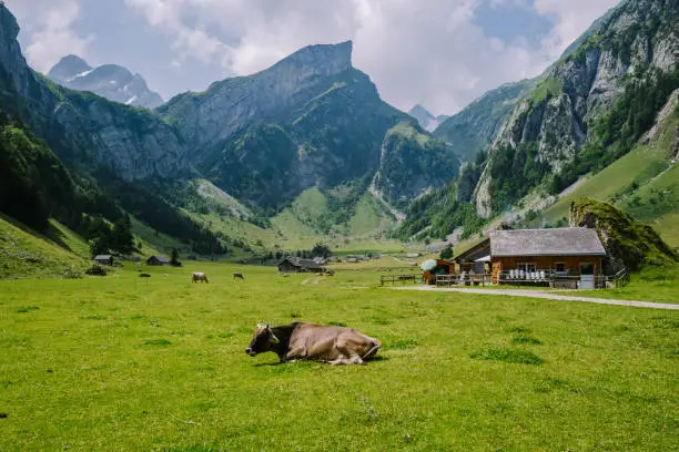 Lake Seealpsee near Appenzell in swiss Alps, Ebenalp, Switzerland. Swiss mountain view, a cow in the mountain