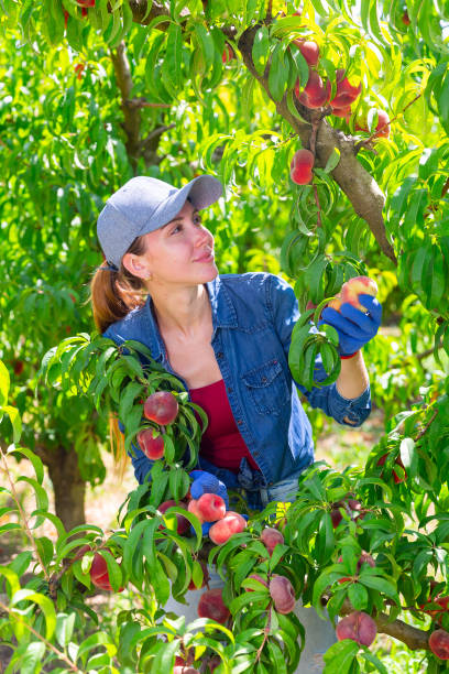 istock Female farmer picking peaches in fruit orchard 1337281450