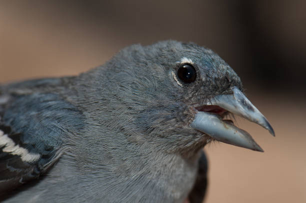 istock Male Gran Canaria blue chaffinch. 1337281880