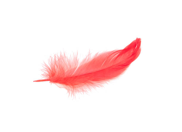 istock Elegant red feather isolated on the white 1337285212