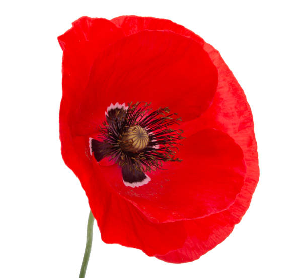 istock Red poppy flower blossom bright isolated on the white 1337285389