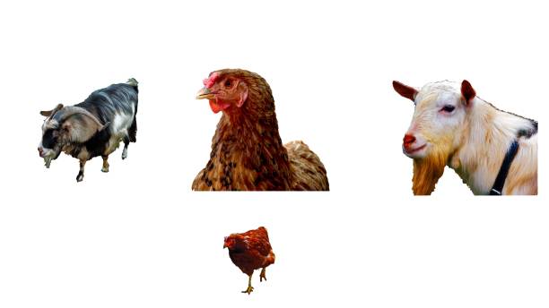 istock two goats and two chickens isolated on white 1337285483