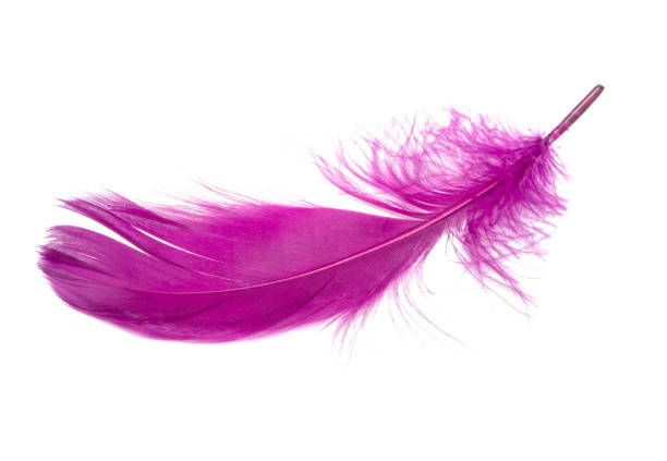 istock Fluffy bird feather violet color in studio isolated on the white 1337285500