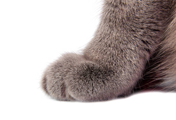 istock Pretty fluffy blue gray british cat isolated on the white 1337285570