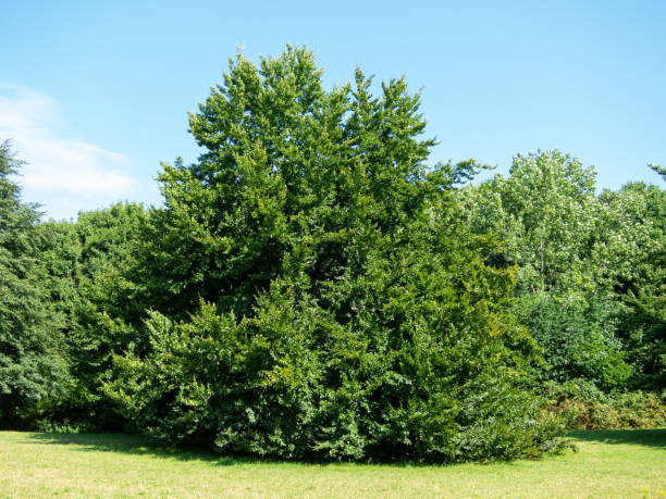 istock Trees in the park with blue sky 1337286174