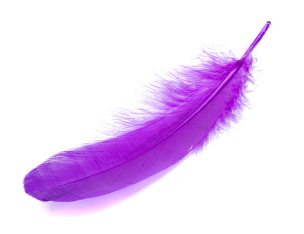 istock Fluffy bird feather violet color in studio isolated on the white 1337286221