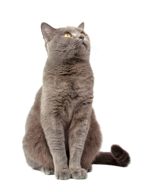 istock Pretty fluffy blue gray british cat isolated on the white 1337286315