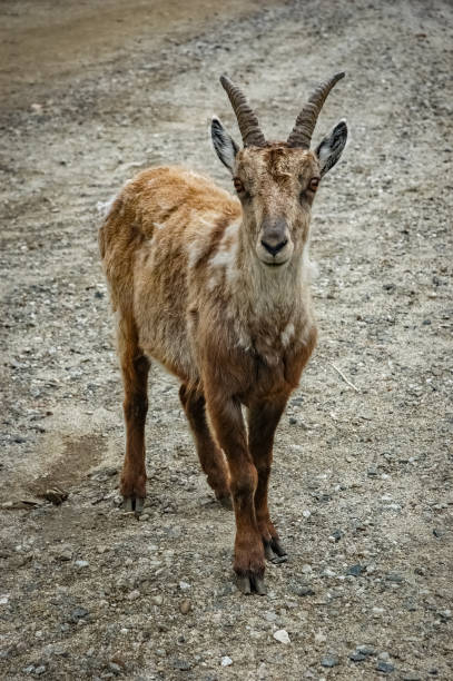 istock Alpin Ibex in the wilderness 1337286839
