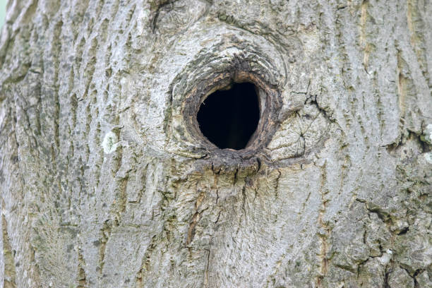 istock Close Up Of A Empty Hole In A Tree 1337287419