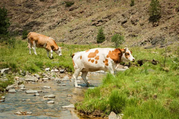 Cows on mountain pasture grazing the grass near mountain stream. Beautiful summer scenery in mountains. Harmony with nature
