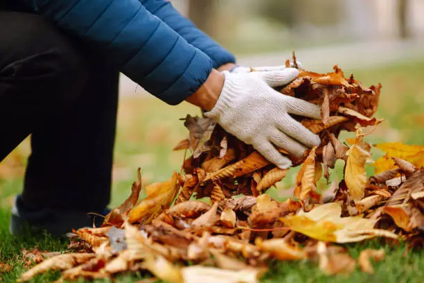 Photo of Cleaning of autumn leaves in the park.