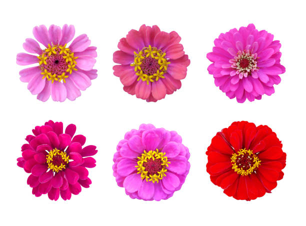 istock Tender pink zinnias set composition on isolated white background. Summer flower. 1337291930