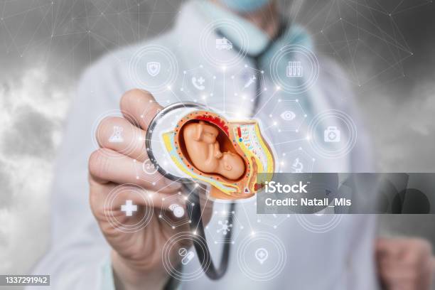 Doctor Listens To A Fetus Baby Stock Photo - Download Image Now - Fetus, Watching, 45-49 Years