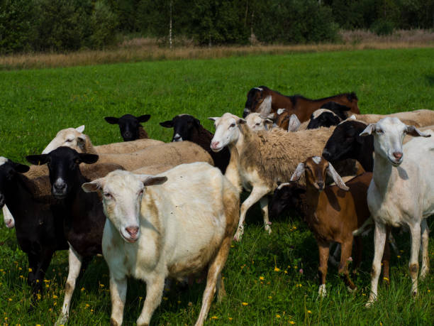 istock herd of goats and sheep in the meadow 1337294888