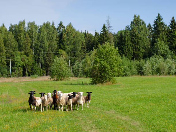 istock herd of goats and sheep in the meadow 1337294891