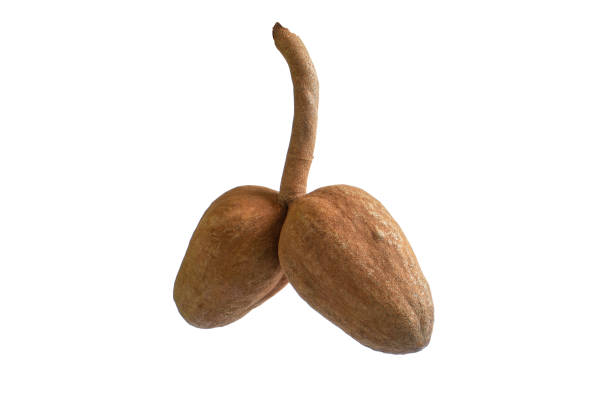 istock Swietenia mahogany fruit 1337294915