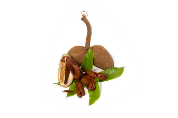 istock Swietenia mahogany fruit 1337294916
