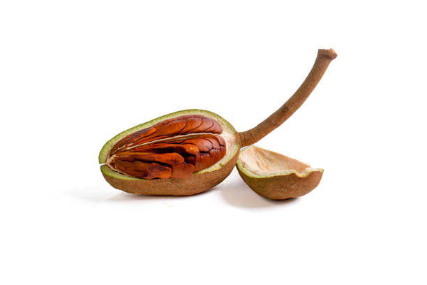 istock Swietenia mahogany fruit 1337294948