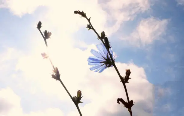 Photo of A lovely blue flower against a clouded sky