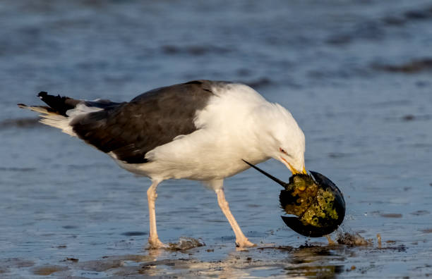 great black-backed gull catching horshoe crab on an ocean beach - plum imagens e fotografias de stock