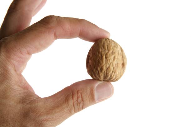 istock Two fingers of human hand holding a nut 1337295990