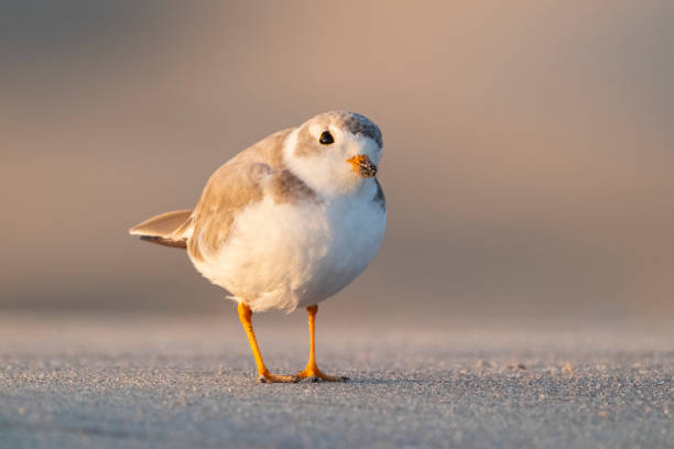 Piping Plover shorebird on a sandy beach in warm morning light