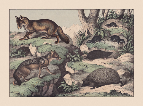 Predators (Canidae) and insect eaters (Eulipotyphla): a) Golden jackal (Canis aureus); b) Red fox (Vulpes vulpes); c) Northern white-breasted hedgehog (Erinaceus roumanicus); d) Common shrew (Sorex araneus); e) Eurasian water shrew (Neomys fodien); f) Etruscan shrew (Suncus etruscus); g) European mole (Talpa europaea). Hand colored chromolithograph, published in 1869.