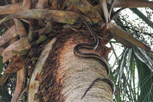 A unique close up of a wild Garter snake as it climbs up the vertical trunk of a tall Palm tree in Paynes Prairie Preserve state park near Gainesville, Florida.