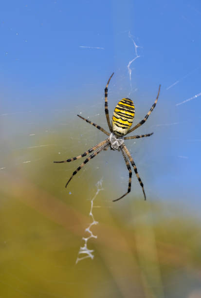 wasp spider - getingspindel bildbanksfoton och bilder