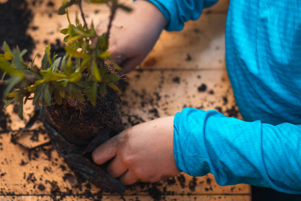 istock boy with light blue sweater preparing the plant to sow it in his pot 1337297890