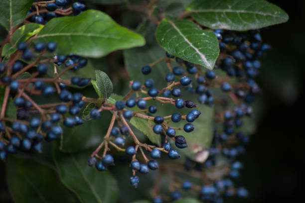 istock wild fruits 1337299291