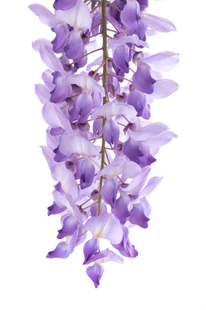 istock Wisteria flowers 1337299555