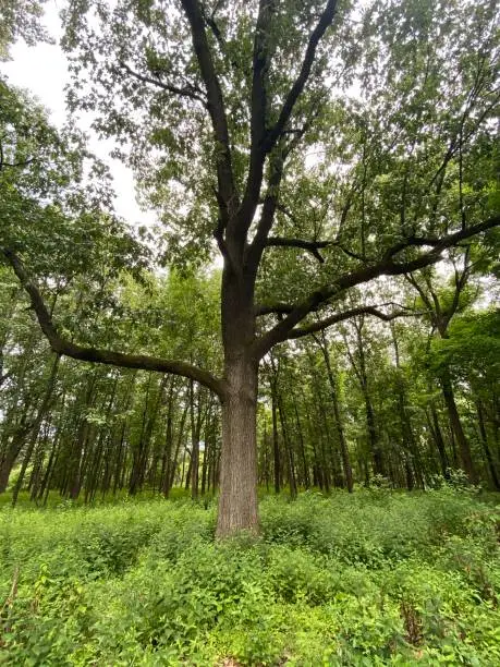 A stroll through the woods. Take a look through my eyes. The dancing lady and adoring onlookers.