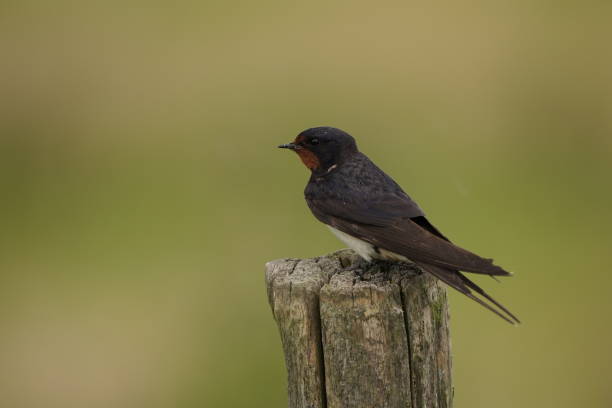 istock Barn Swallow / Boerenzwaluw / Hirundo rustica 1337302362