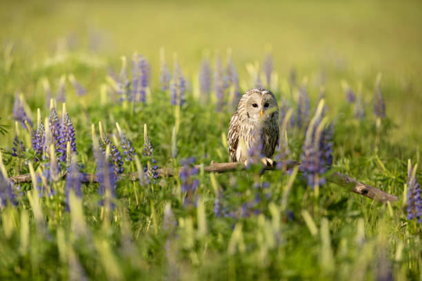 Ural owl siting on broken branch inside flowering meadow (Strix uralensis)