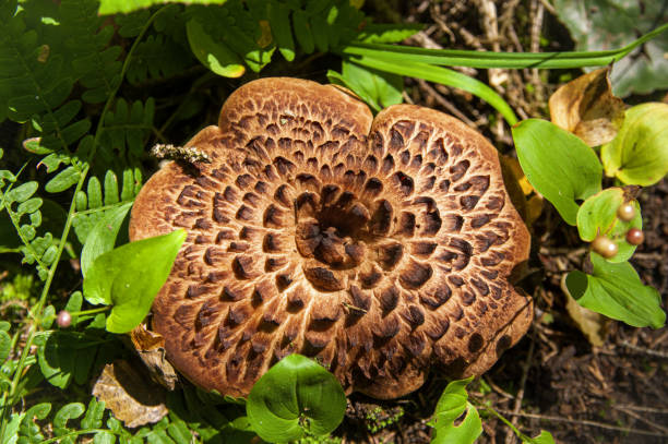 Large toadstool with interestingly textured mushroom's cap in grass Brown large toadstool with interesting texture of mushroom's cap in tall grass in autumn light Latvian forest hedgehog mushroom stock pictures, royalty-free photos & images