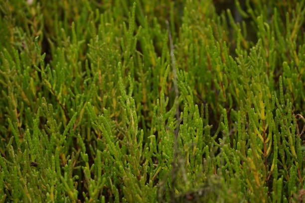 Samphire / Zeekraal / Salicornia europaea Salt-loving plant / Zoutminnende plant salicornia europaea stock pictures, royalty-free photos & images
