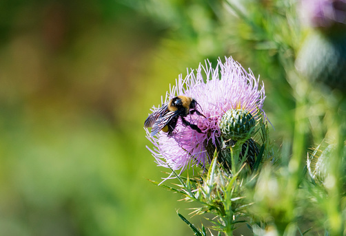 A bumble bee visits a thistle bloom.