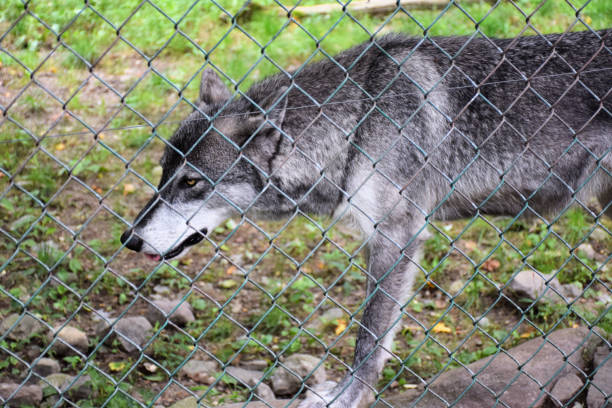 Gray Wolves Alpha 180+ Wolf Alpha Male Stock Photos, Pictures & Royalty-Free Images - iStock